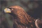 Águila real Águila real
