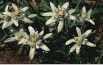 flor de nieve flor de nieve
