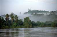 manglar