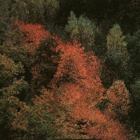 &aacute;rbol