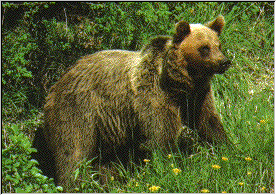 OSO