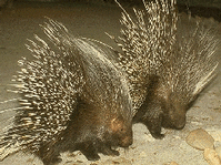 puerco